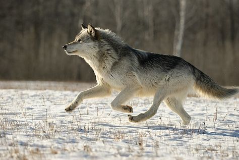 Facts About Wolves, Wolf Poses, Wolf Running, Running Photos, Wolf Hybrid, Wolf Photography, Wolf Photos, She Wolf, Wolf Love