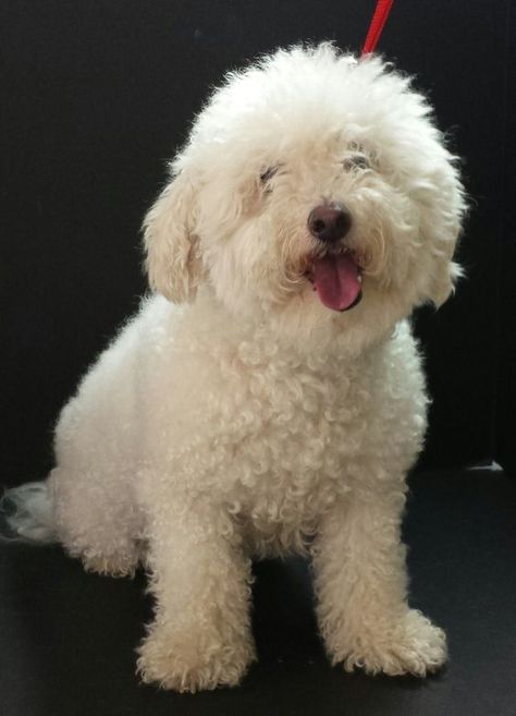 Bichon Poodle Mix, Teddy Bear Poodle, Basenji Puppy, Asian Dogs, Dog Grooming Styles, Puppy Cut, Poodle Grooming, Bulldog Breeds, Grooming Style