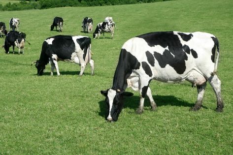 Cow Eating, Black And White Cows, White Cows, Eating Green, Cow Photos, Black And White Cow, Green Meadow, Holstein Cows