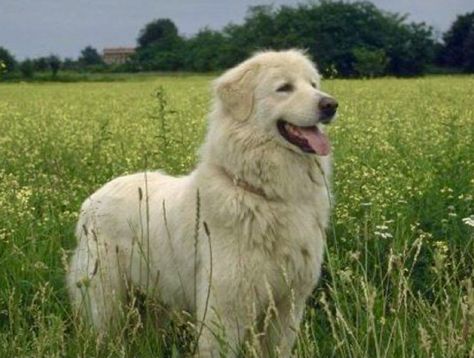 Pyrenean Mountain Dog, Wireless Dog Fence, Great Pyrenees Dog, Dog Picture, Farm Dogs, Dog Fence, Funny Dog Pictures, Great Pyrenees, Animal Photos