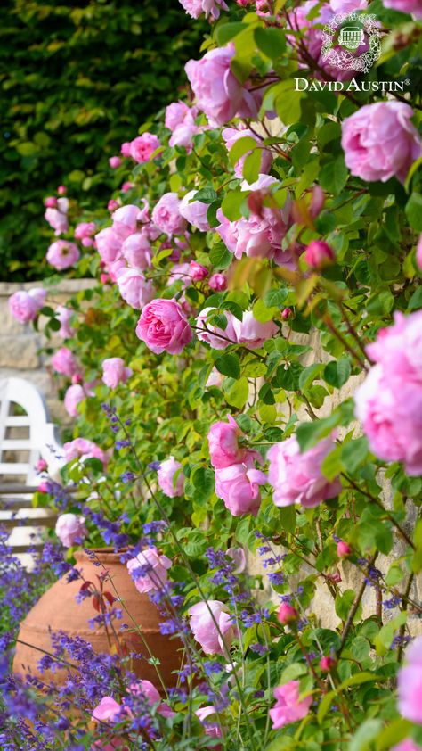 Transform your outdoor space into a private sanctuary by adding the natural beauty of a climbing rose.   The stunning elegance and graceful charm of a rose will create privacy and shield you from prying eyes. James Galway Climbing Rose, Abraham Darby Rose, Awakening Climbing Rose, Cecil Brunner Climbing Rose, Rose Climbing, Zepherine Drouhin Climbing Rose, New Dawn Climbing Rose, The Generous Gardener Climbing Rose, Rambling Roses