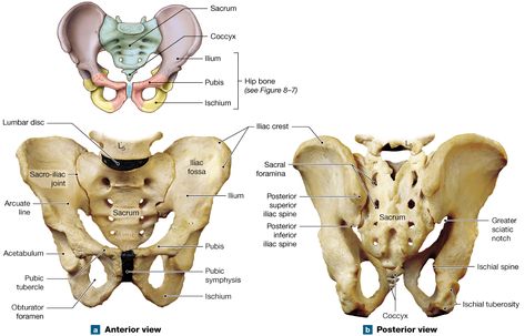 Pelvic Anatomy, Pelvis Anatomy, Anatomy Head, Axial Skeleton, Pelvic Girdle, Pelvic Bone, Lower Limb, Anatomy, Skeleton