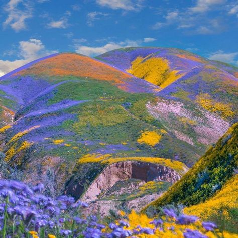 Super Bloom - California, Temblor Range, Carrizo Plain National Monument (2019.) 📷 Tim Fitzharris. A superbloom is a rare desert botanical phenomenon in which an unusually high proportion of wildflowers whose seeds have lain dormant in desert soil germinate and blossom at roughly the same time. The phenomenon is associated with an unusually wet rainy season. The term may have developed as a label in the 1990s. (wiki) Colorful Landscape Photography, Super Bloom, Colorful Nature, Nothing But Flowers, Jolie Photo, National Monuments, Nature Aesthetic, Nature Landscape, Flower Field