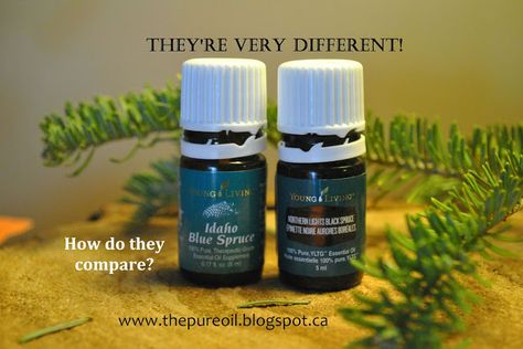 ThePureOil: Young Living Idaho Blue Spruce and Northern Lights Black Spruce.  Which one is best for you? Idaho Blue Spruce Essential Oil, Northern Lights Scotland, Northern Lights Black Spruce, Northern Lights Tattoo, Northern Lights Wallpaper, Crunchy Life, Idaho Blue Spruce, Spruce Essential Oil, Fresh Cut Christmas Trees