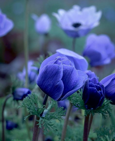 Blue Anemone Anemone Aesthetic, Blue Anemone Flower, 2024 Watercolor, Specific Aesthetic, Blue Anemone, Flower Reference, Collection Board, Flower Icons, Anemone Flower