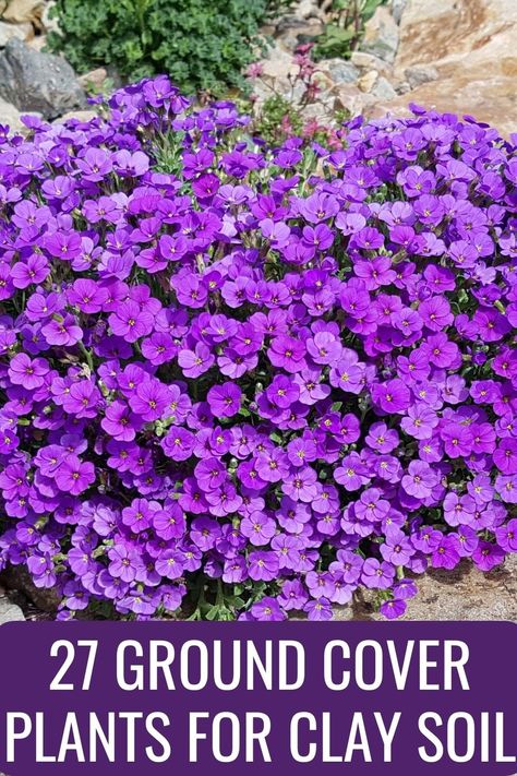 These 27 ground cover plants for clay soil are easy to maintain and will thrive even in poor conditions, giving you a beautiful landscape to enjoy. Natural Ground Cover, How To Plant Flowers In The Ground, Landscape Hacks, Plants For Clay Soil, Ground Cover Flowers, Best Ground Cover Plants, Planting In Clay, Ground Covers, Front Yard Garden Design