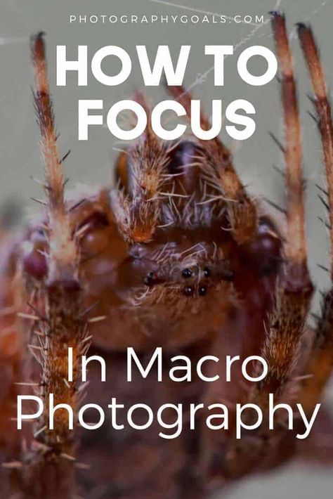 Creative Macro Photography, Photography Knowledge, Photography Concepts, Macro Photography Tips, Camera Tutorial, Macro Photography Nature, Manual Photography, Digital Photography Lessons, How To Focus