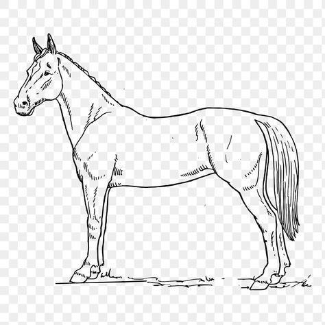 Horse Line Drawing, Horse Line Art, Drawing Horse, Horse Png, Horse Sketch, Horse Horse, Horse Drawing, Hand Drawn Illustration, Drawn Illustration