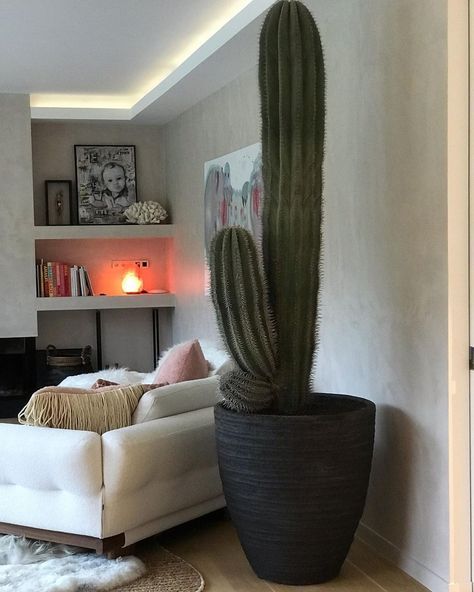 Giant Cactus Indoor, Large Indoor Cactus, Cactus In Living Room, Cactus In Home, Large Cactus Pot Ideas, Big Cactus Indoor, Cactus Living Room Decor, Cactus Pots Ideas, Cactus Living Room