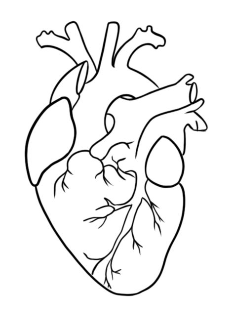 Sketch Of Human Heart, Anatomy Of Heart Drawing, Rotten Heart Drawing, Biology Drawing Art, Heart Drawing With Color, Real Heart Sketch, Real Heart Outline, How To Draw A Heart, Heart Outline Drawing