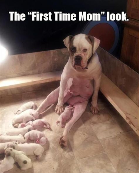 23 Photos Of Tired Animal Moms To Share With Your Mother Love My Dog, Funny Dog Pictures, E Card, Funny Animal Pictures, On The Floor, My Dog, Bones Funny, I Love Dogs, The Floor