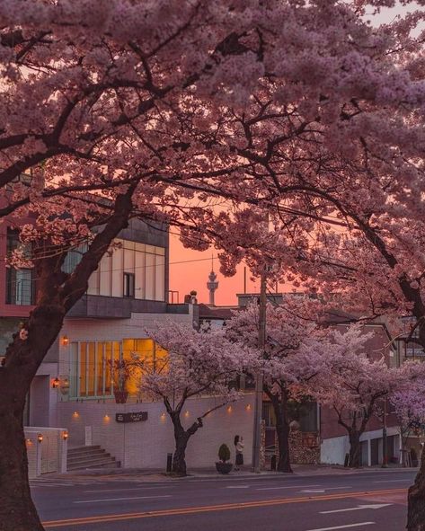 Flowers Sakura, Korean Wallpaper, Pretty Scenery, Aesthetic 2024, Sakura Flowers, Nothing But Flowers, Pretty Landscapes, Japan Aesthetic, Aesthetic Japan