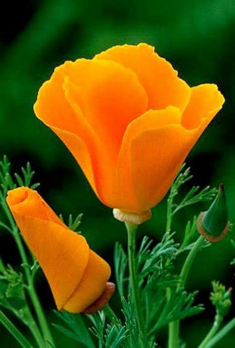 Golden Poppy. California's state flower. Eschscholzia Californica, Poppy Fields, California Poppy, Black Eyed Susan, Perfect Garden, Flowers Garden, Flower Beauty, Beautiful Blooms, Orange Flowers