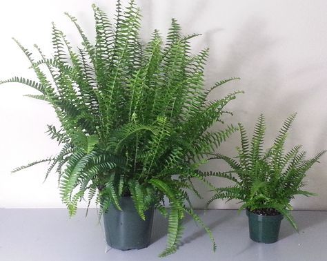 Dividing Large Kimberly Queen Ferns - Kentucky Living Kimberly Queen Fern, Fern Planters, Potted Ferns, Ferns Care, Container Herb Garden, Shade Gardening, Window Box Flowers, Bloom Where Youre Planted, Potted Flowers