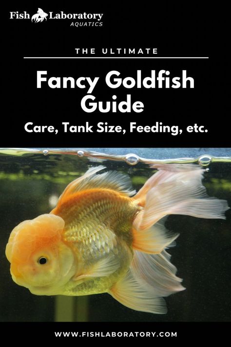 A fancy goldfish is a type of goldfish that has been selectively bred to have various unique and ornate characteristics. Unlike the common goldfish (Carassius auratus), which has a more streamlined body and a basic coloration, fancy goldfish come in a wide variety of shapes, colors, and fin types. Common Goldfish, Goldfish Types, Goldfish Aquarium, Fancy Goldfish, Fish Garden, Goldfish Tank, Indoor Jungle, Freshwater Aquarium, The Common