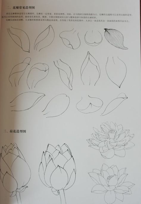 Drawings Of Flowers, Sketches Tattoo, Lotus Flower Art, Flower Drawing Tutorials, Flower Art Drawing, Flower Sketches, Leaf Drawing, Floral Drawing, Watercolor Flowers Paintings