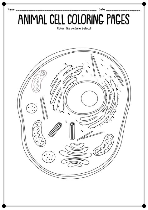 Plant and Animal Cell Coloring Teaching Biology Activities, Skin Tone Color Chart, Classifying Plants, Biology For Kids, Color Worksheet, Cells Worksheet, Plant And Animal Cells, Biology Worksheet, Anatomy Coloring Book