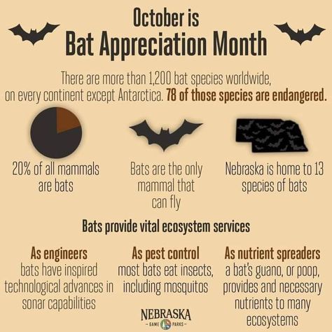 Facts About Bats, Bat Facts, Bat Species, Pest Control, Facts About, Mammals, Bat, Halloween