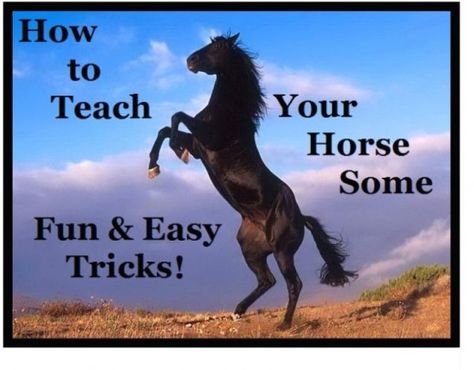 Here are a few cute and easy tricks to train your horse to do! Trick Riding Horses, Easy Tricks To Teach Your Horse, How To Get A Lazy Horse To Move, Horse Groundwork, Horse Tricks, How To Teach A Horse To Neck Rein, Horse Transition Exercises, Horse Land, Horse Education