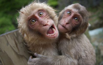 Monkey selfie | Found on childhoodrelived.com Funny Monkey Pictures, Types Of Monkeys, Monkey Wallpaper, Monkey Pictures, Pet Monkey, Funny Animal Photos, Monkeys Funny, Cute Monkey, Primates