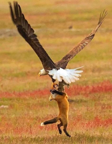 Eagle Hunting, Fox And Rabbit, Epic Battle, Photo Series, Red Fox, All About Cats, Cat Pin, Wildlife Photography, Bald Eagle