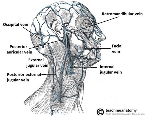 external jugular vein (also receives transverse cervical and suprascapular veins) Blood Vessels Anatomy, Anatomy Of The Neck, Jugular Vein, Female Skeleton, Male Vs Female, Head Anatomy, Dental Anatomy, Carotid Artery, Face Anatomy