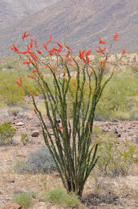 Name: Ocotillo (Fouquieria splendens); USDA Zones: 8 - 11; Range: SW. United States. & N. Mexico; Height: 33ft Ocotillo Plant, Water Conservation Projects, Desert Landscape Design, Xeriscape Landscaping, Cactus Drawing, Red Blossoms, Desert Garden, Mediterranean Garden, Desert Plants