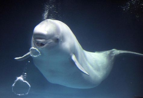 Beluga_whale_blow_bubble Worlds Cutest Animals, Whale Pictures, Beluga Whales, White Whale, Beluga Whale, Underwater Life, Marine Mammals, Under Water, Cute Animal Videos