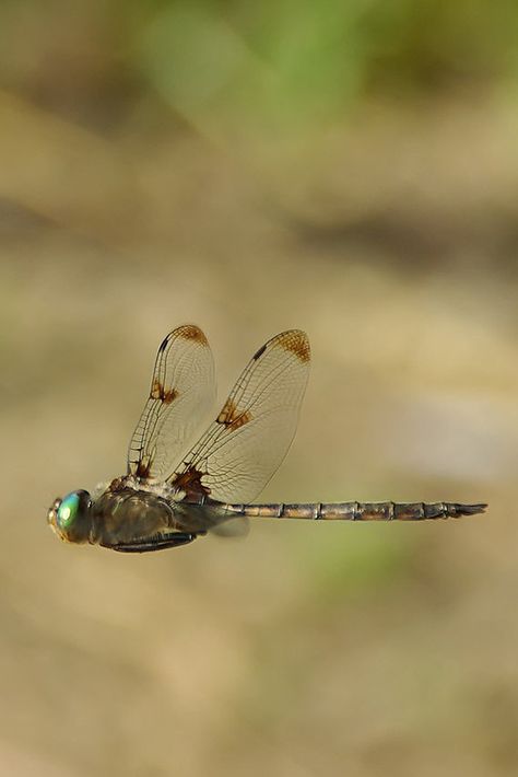 #Dragonfly in flight. Dragonfly In Flight, Bernardo Y Bianca, Dragon Flys, Gossamer Wings, Damselflies, Dragonfly Dreams, Pond Life, Dragonfly Art, Beautiful Bugs