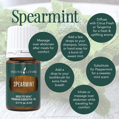 Pass the Mints! There's something about mint scents that open up the breathing and awaken the senses. Young Living offers three mint oils, including Peppermint, Spearmint, and Wintergreen. Peppermint essential oil is perfect for cooling, which can help soothe muscles and provide a burst of energy. Spearmint oil has a milder, sweeter minty aroma that can uplift the mood and aid digestion. Wintergreen, with its fresh and invigorating scent, is often used to soothe muscles and support joint hea... Spearmint Uses, Spearmint Essential Oil, Mint Oil, Peppermint Essential Oil, Young Living, Hand Soap, Peppermint, Essential Oil, Muscles