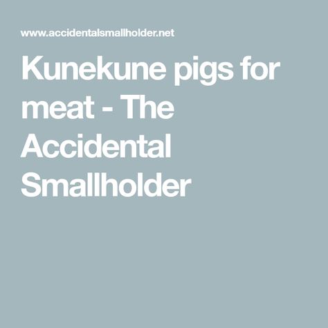 Kunekune pigs for meat - The Accidental Smallholder Pork And Apple Burgers, Kunekune Pigs, Farm Pigs, Pig Diet, Big Pigs, Pork Leg, Ant & Dec, Pot Belly Pigs, Saturday Brunch