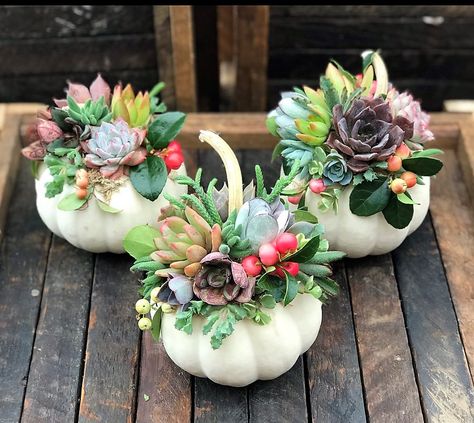 Halloween Succulent Ideas, Pumpkins With Succulents, Flower Pumpkins, Pumpkins Decorated, Fall Autumn Decor, Succulent Pumpkin, Seasonal Pillows, Colorful Succulents, Fall Thanksgiving Decor