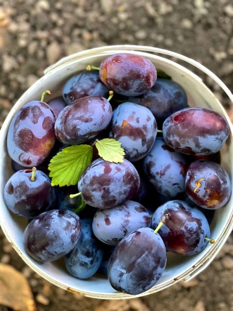 24 Things To Do With a Glut of Plums Fresh Prune Recipes, What To Do With Fresh Plums, What To Do With Frozen Plums, Uses For Plums, What To Do With Plums, Plums Recipes, Freezing Plums, Plum Compote, Yogurt Drops