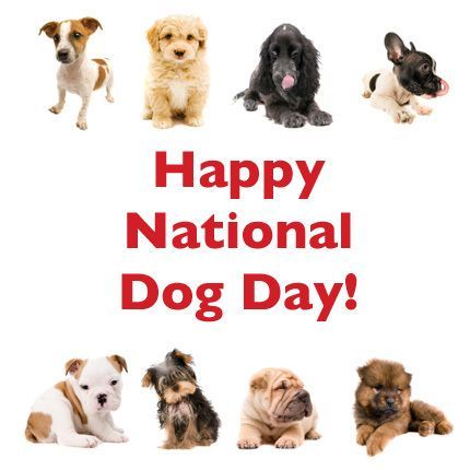 Happy National Dog Day from your friends at Pet Eden! http://www ... Happy National Dog Day, Dog Breeds Pictures, Cute Puppy Breeds, National Dog Day, Happy National Day, Game Mode, Dog Day, Baby Horses, Pet Day