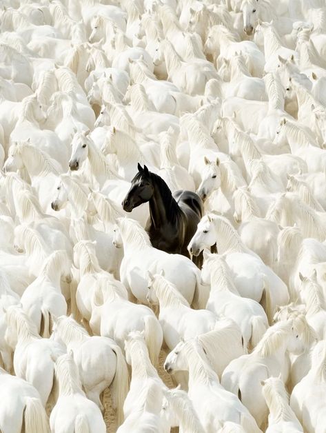 Horse Perspective, Black Horse Aesthetic, Caballos Aesthetic, White And Black Horse, Overhead Perspective, Cai Arabi, Wallpaper Horse, Black White Horse, Horse Standing