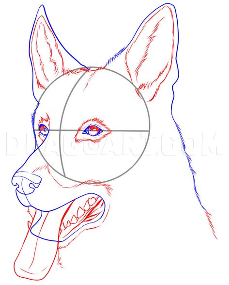 German Shepherd Drawing Easy, German Shepherd Painting, Draw Dogs, Dog Drawing Tutorial, Dogs Drawing, Dog Drawing Simple, Easy Sketches, Drawing Step By Step, Dog Sketch