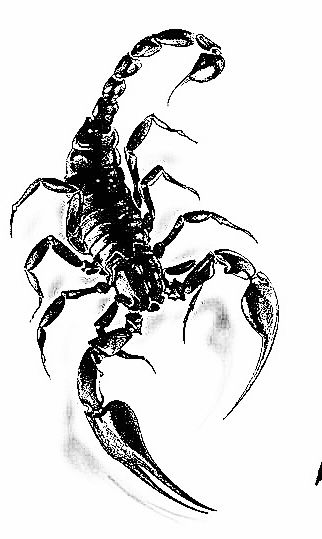 Realistic Scorpion Tattoo Design, Scorpion Art Illustration, Scorpius Tattoo, Scorpion Chest Tattoo, Scorpio Tattoo Zodiac, Scorpion Illustration, Scorpion Drawing, Drawing Techniques Pencil, Scorpio Zodiac Sign