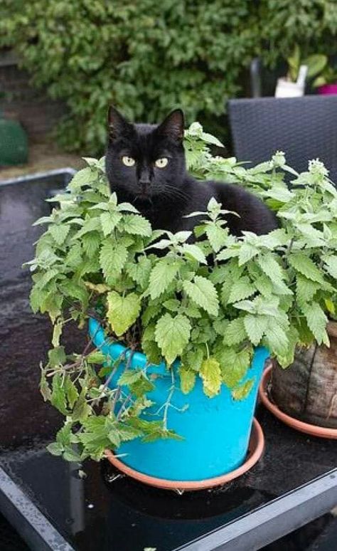 Cat Plants, Cat Garden, A Black Cat, Cat Aesthetic, Cute Cats And Kittens, Cats Meow, Pretty Cats, Beautiful Cats, Cat Life