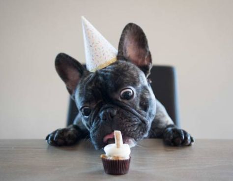 Happy Birthday French Bulldog, Frenchie Birthday, Cupcakes For Dogs Recipe, Puppy Recipes, French Bulldog Birthday, Pupcake Recipe, Bulldog Birthday, Dog Treat Business, Curried Sausages