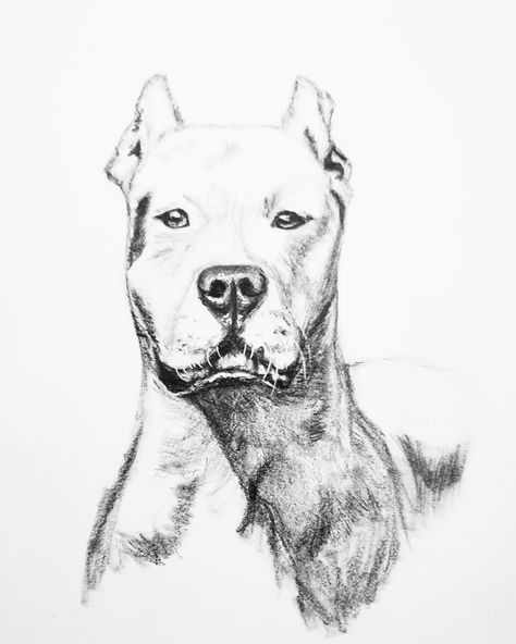 Dogo Argentino Tattoo, Draw Dogs, Pitbull Tattoo, Cute Pixie Cuts, Pitbull Art, Skulls Drawing, Pirate Adventure, Animal Book, Yorkshire Terrier Puppies