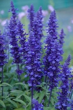 Salvia Flower, Salvia Farinacea, Flowers Garden Ideas, Blue Garden, Trendy Flowers, Flowers Garden, Flowers Perennials, Dream Garden, Love Flowers