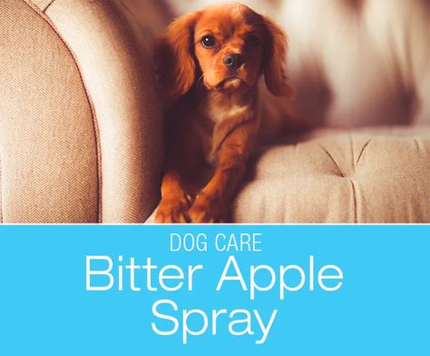 Does Bitter Apple Spray Work: Is it Safe and Effective? Diy Bitter Apple Spray Homemade Dog, Puppy Proofing, Bad Taste, Dog Biting, Homemade Dog, Interesting Articles, Dog Health, Dog Care, Bitter