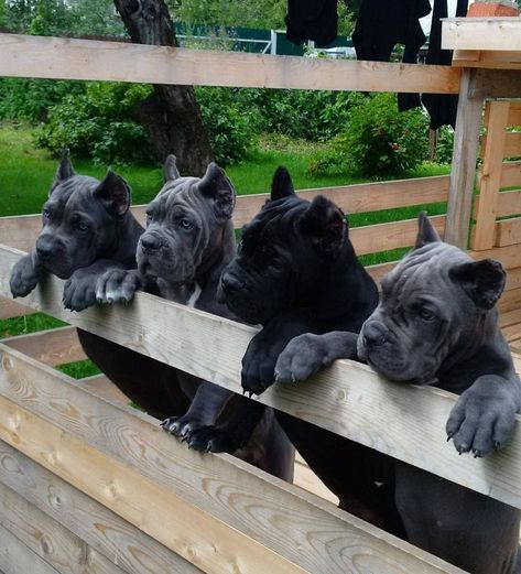 I reallllly want a corso pup! Bull Mastiff Dogs Cane Corso, Dogs Cane Corso, Chien Cane Corso, Protection Dogs, Cane Corso Mastiff, Cane Corso Puppies, Black Dogs, Cane Corso Dog, Corso Dog