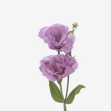 Lavender Lisianthus, Modern Art Paintings Abstract, Modern Art Paintings, Wholesale Flowers, Birthday Flowers, Botanical Illustration, Weather Conditions, Pretty Flowers, Colorful Flowers