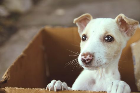 Watch adorable moment scared rescue pup knows she's found her forever home Dog Science, Drugstore Eye Cream, Rescue Puppies, Child Protective Services, Famous Dogs, Homeless Dogs, Street Dogs, Eye Creams, Dog Tips