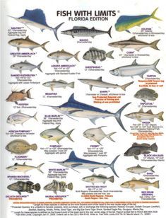 #Florida #fish #boat Catamaran Sailing, Birds Sunset, Animal Types, Fish Chart, Fish Games, Florida Fishing, Fish Images, Florida Fish, Fishing 101