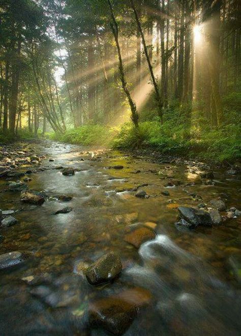 Pretty stream and sun shining through the trees Horror Setting, God's Light, Country Cottages, Rocky River, Have Inspiration, Clean Slate, Charlie Puth, Artwork Images, Green Forest