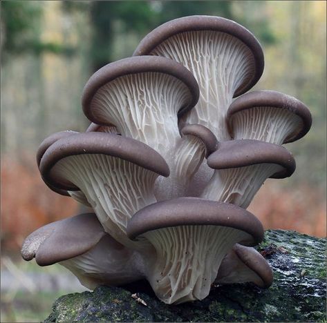 Grey Mushroom, Striped Sweaters, Mushroom Plant, Mushroom Pictures, Plant Fungus, Women Turtleneck, Slime Mould, Mushroom Fungi, Airbrush Art