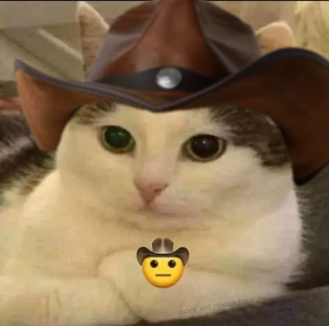 Silly Cats Pictures, Cat Icon, Silly Animals, Cat Accessories, Cute Memes, Funny Cute Cats, Silly Cats, Cowboy Hat, Animal Memes