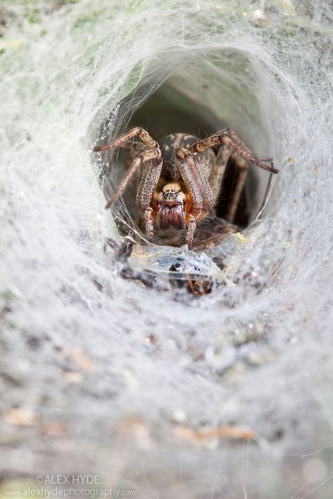 Labyrinth spider {Agelena labyrinthica} waiting in funnel web for prey. Nordtirol, Tirol, Austrian Alps, Austria, 1700 metres altitude, July. Spiderweb Art, Alps Austria, Arachnids Spiders, Spiders And Snakes, Spider Species, Real Spiders, Spider Costume, Austrian Alps, Itsy Bitsy Spider